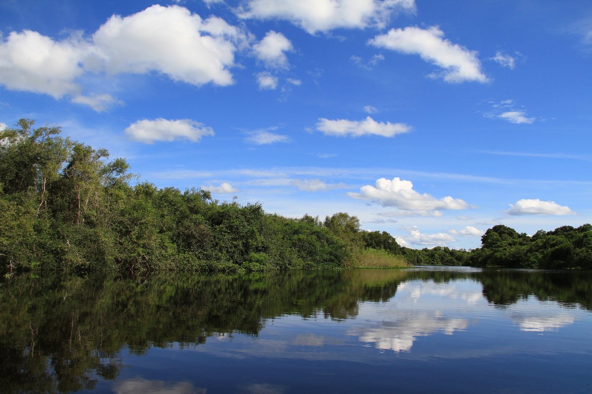 Roteiro de 7 Dias pelo Pantanal: A Jornada da Onça-Pintada